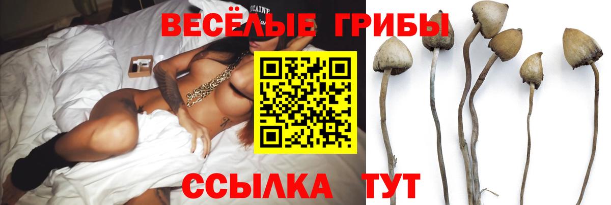 Галлюциногенные грибы GOLDEN TEACHER  Вход с VPN  где продают наркотики  Псилоцибиновые грибы Psilocybe  Кировск 